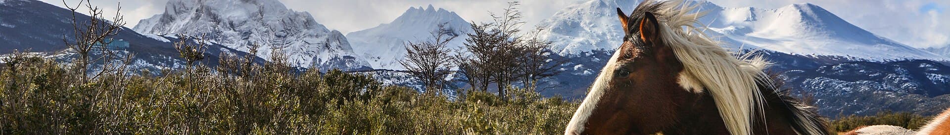 Una imagen del caballo al viento con el monte Olivia detrás en Tierra del Fuego, Argentina.