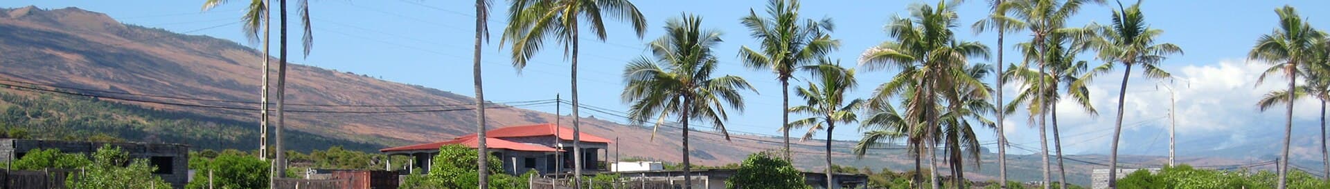 Coconut Palm trees in Grande Comore