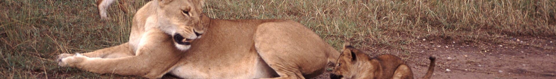 A view of Kenya