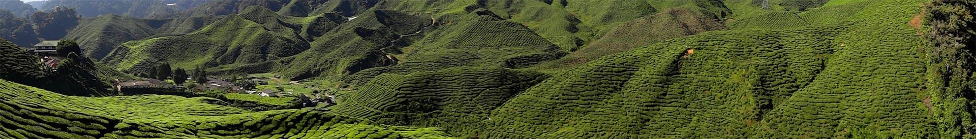 The Bharat Tea Plantation near Tanah Rata in the Cameron Highlands, Malaysia.