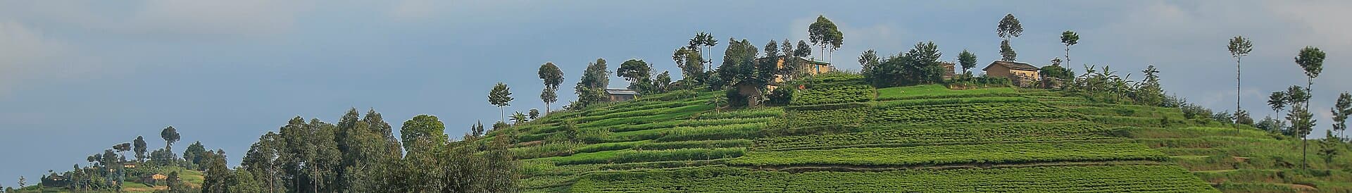A hill with terraces