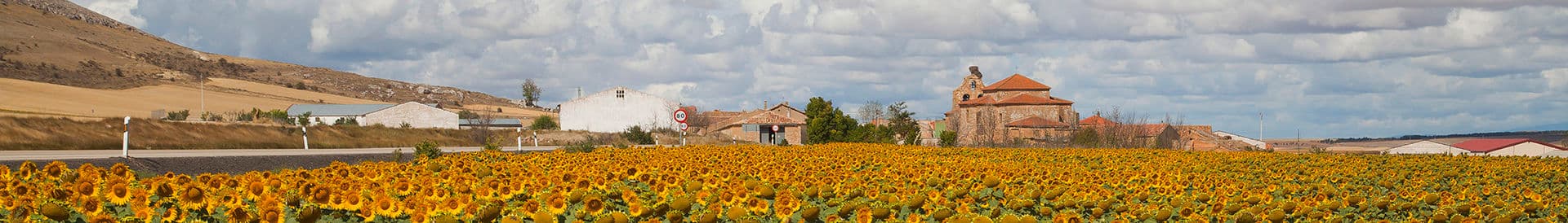Field of sunflowers ( Helianthus annuus ) with the church of Nuestra Señora de La Blanca in the background, Cardejón, Spain